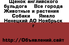 Щенок английского бульдога  - Все города Животные и растения » Собаки   . Ямало-Ненецкий АО,Ноябрьск г.